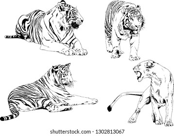 vector drawings sketches different predator , tigers lions cheetahs and leopards are drawn in ink by hand , objects with no background
