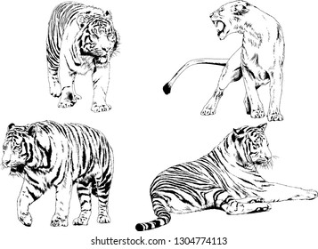 vector drawings sketches different predator , tigers lions cheetahs and leopards are drawn in ink by hand , objects with no background