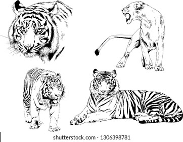 vector drawings sketches different predator , tigers lions cheetahs and leopards are drawn in ink by hand , objects with no background