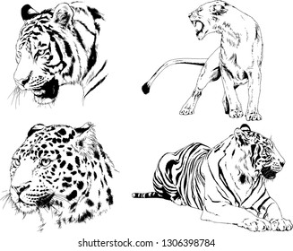 vector drawings sketches different predator , tigers lions cheetahs and leopards are drawn in ink by hand , objects with no background