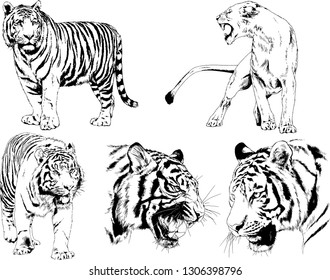 vector drawings sketches different predator , tigers lions cheetahs and leopards are drawn in ink by hand , objects with no background