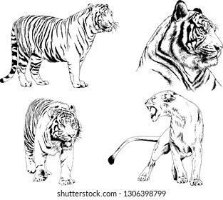 vector drawings sketches different predator , tigers lions cheetahs and leopards are drawn in ink by hand , objects with no background
