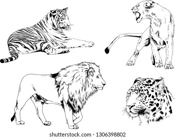 vector drawings sketches different predator , tigers lions cheetahs and leopards are drawn in ink by hand , objects with no background