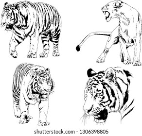 vector drawings sketches different predator , tigers lions cheetahs and leopards are drawn in ink by hand , objects with no background