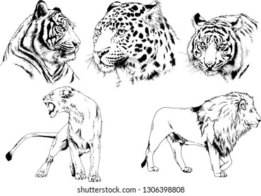 vector drawings sketches different predator , tigers lions cheetahs and leopards are drawn in ink by hand , objects with no background