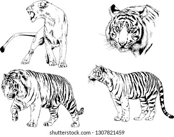 vector drawings sketches different predator , tigers lions cheetahs and leopards are drawn in ink by hand , objects with no background