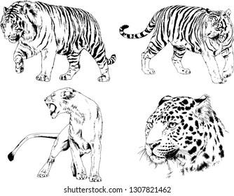 vector drawings sketches different predator , tigers lions cheetahs and leopards are drawn in ink by hand , objects with no background
