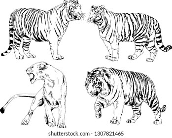 vector drawings sketches different predator , tigers lions cheetahs and leopards are drawn in ink by hand , objects with no background
