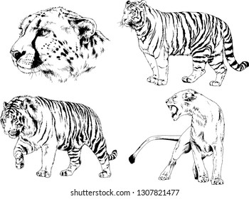 vector drawings sketches different predator , tigers lions cheetahs and leopards are drawn in ink by hand , objects with no background