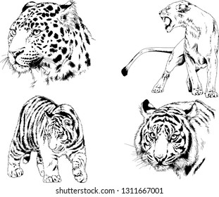 vector drawings sketches different predator , tigers lions cheetahs and leopards are drawn in ink by hand , objects with no background