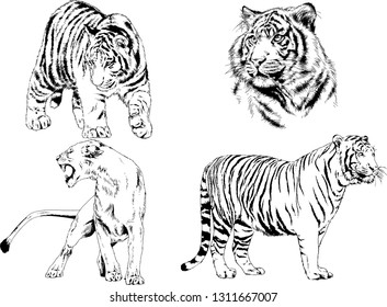 vector drawings sketches different predator , tigers lions cheetahs and leopards are drawn in ink by hand , objects with no background