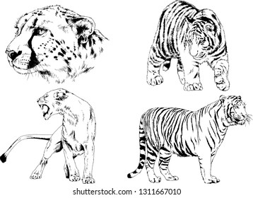 vector drawings sketches different predator , tigers lions cheetahs and leopards are drawn in ink by hand , objects with no background
