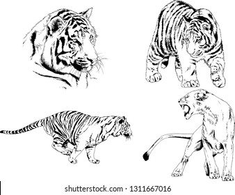 vector drawings sketches different predator , tigers lions cheetahs and leopards are drawn in ink by hand , objects with no background