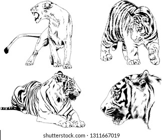 vector drawings sketches different predator , tigers lions cheetahs and leopards are drawn in ink by hand , objects with no background