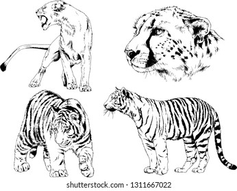 vector drawings sketches different predator , tigers lions cheetahs and leopards are drawn in ink by hand , objects with no background