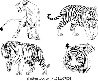 vector drawings sketches different predator , tigers lions cheetahs and leopards are drawn in ink by hand , objects with no background