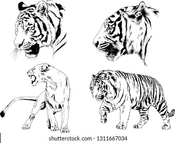 vector drawings sketches different predator , tigers lions cheetahs and leopards are drawn in ink by hand , objects with no background