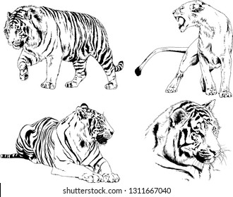 vector drawings sketches different predator , tigers lions cheetahs and leopards are drawn in ink by hand , objects with no background