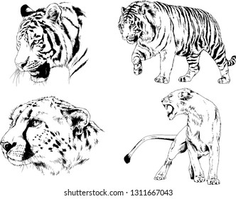 vector drawings sketches different predator , tigers lions cheetahs and leopards are drawn in ink by hand , objects with no background