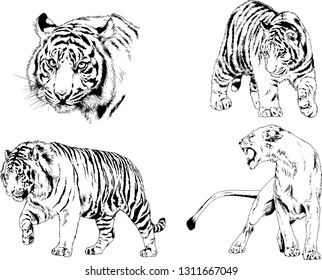 vector drawings sketches different predator , tigers lions cheetahs and leopards are drawn in ink by hand , objects with no background