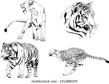 vector drawings sketches different predator , tigers lions cheetahs and leopards are drawn in ink by hand , objects with no background
