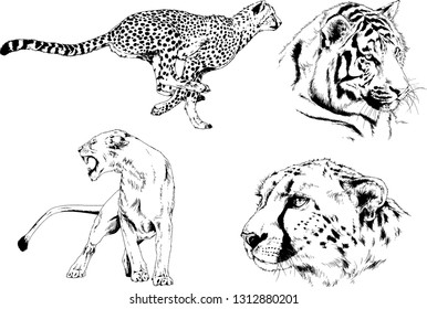 vector drawings sketches different predator , tigers lions cheetahs and leopards are drawn in ink by hand , objects with no background