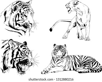 vector drawings sketches different predator , tigers lions cheetahs and leopards are drawn in ink by hand , objects with no background