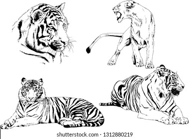 vector drawings sketches different predator , tigers lions cheetahs and leopards are drawn in ink by hand , objects with no background