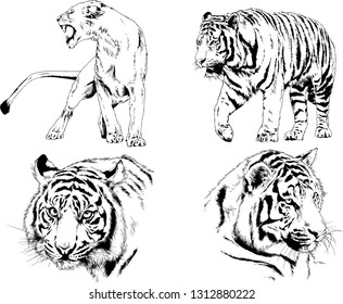 vector drawings sketches different predator , tigers lions cheetahs and leopards are drawn in ink by hand , objects with no background