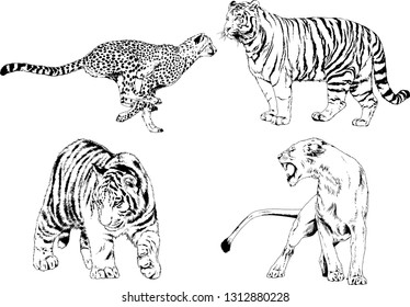 vector drawings sketches different predator , tigers lions cheetahs and leopards are drawn in ink by hand , objects with no background