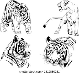 vector drawings sketches different predator , tigers lions cheetahs and leopards are drawn in ink by hand , objects with no background