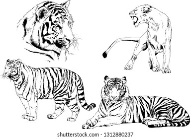 vector drawings sketches different predator , tigers lions cheetahs and leopards are drawn in ink by hand , objects with no background