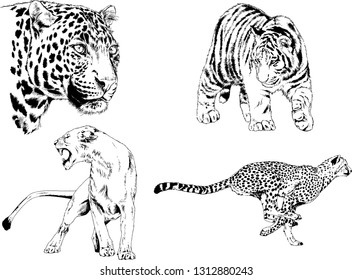 vector drawings sketches different predator , tigers lions cheetahs and leopards are drawn in ink by hand , objects with no background