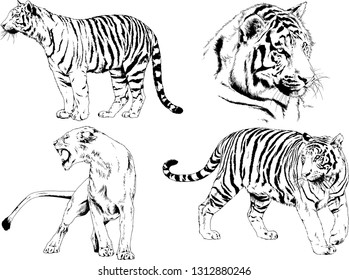 vector drawings sketches different predator , tigers lions cheetahs and leopards are drawn in ink by hand , objects with no background