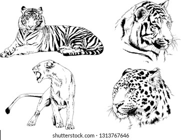 vector drawings sketches different predator , tigers lions cheetahs and leopards are drawn in ink by hand , objects with no background