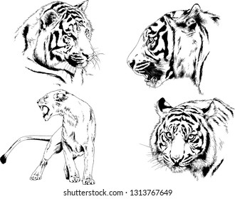 vector drawings sketches different predator , tigers lions cheetahs and leopards are drawn in ink by hand , objects with no background