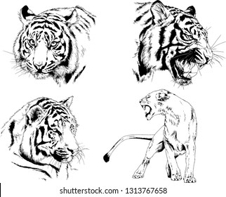 vector drawings sketches different predator , tigers lions cheetahs and leopards are drawn in ink by hand , objects with no background