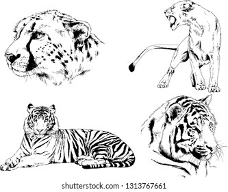 vector drawings sketches different predator , tigers lions cheetahs and leopards are drawn in ink by hand , objects with no background