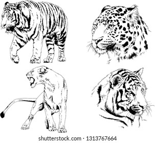 vector drawings sketches different predator , tigers lions cheetahs and leopards are drawn in ink by hand , objects with no background