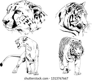 vector drawings sketches different predator , tigers lions cheetahs and leopards are drawn in ink by hand , objects with no background