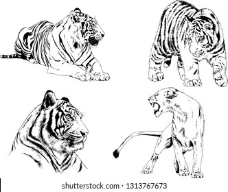 vector drawings sketches different predator , tigers lions cheetahs and leopards are drawn in ink by hand , objects with no background