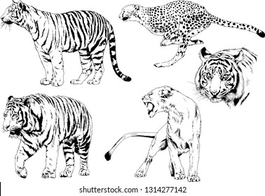 vector drawings sketches different predator , tigers lions cheetahs and leopards are drawn in ink by hand , objects with no background
