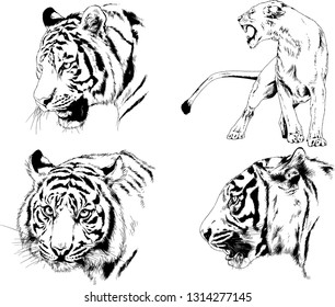 vector drawings sketches different predator , tigers lions cheetahs and leopards are drawn in ink by hand , objects with no background
