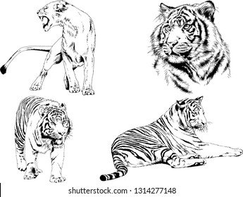 vector drawings sketches different predator , tigers lions cheetahs and leopards are drawn in ink by hand , objects with no background
