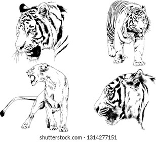 vector drawings sketches different predator , tigers lions cheetahs and leopards are drawn in ink by hand , objects with no background

