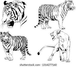 vector drawings sketches different predator , tigers lions cheetahs and leopards are drawn in ink by hand , objects with no background
