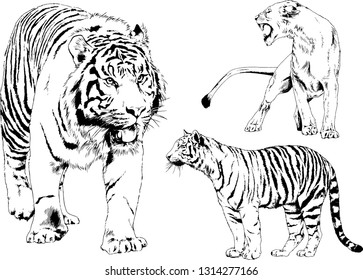 vector drawings sketches different predator , tigers lions cheetahs and leopards are drawn in ink by hand , objects with no background
