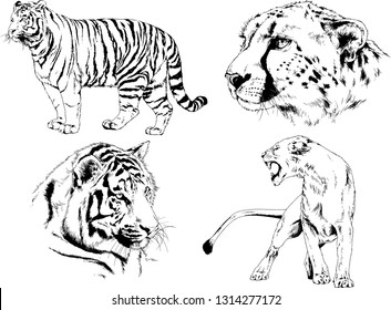vector drawings sketches different predator , tigers lions cheetahs and leopards are drawn in ink by hand , objects with no background
