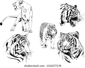 vector drawings sketches different predator , tigers lions cheetahs and leopards are drawn in ink by hand , objects with no background
