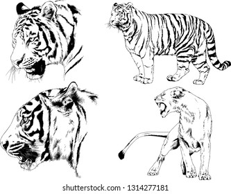 vector drawings sketches different predator , tigers lions cheetahs and leopards are drawn in ink by hand , objects with no background

